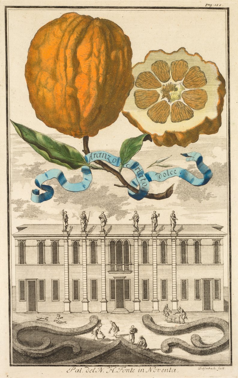 Hesperydy Nurnbergische: No185 - Sweet Striated Aranzo. Palazzo del N.H. Fonte w Noventa, c1708. autorstwa Joseph de Montalegre