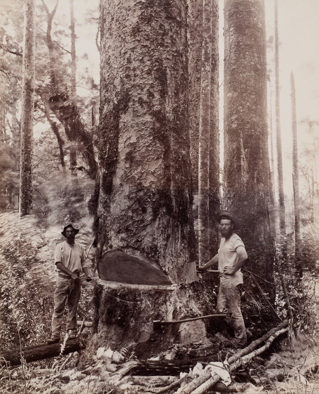 (Ścinanie Kauri) autorstwa Josiah Martin