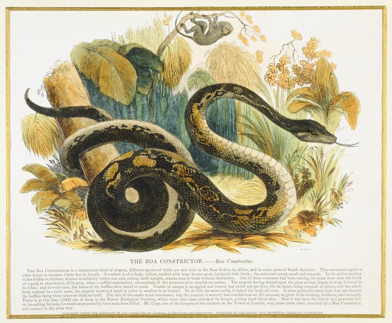 The Boa Constrictor, edukacyjna ilustracja pub. przez Towarzystwo Krzewienia Wiedzy Chrześcijańskiej, 1843 (akwatinta) autorstwa Josiah Wood Whymper