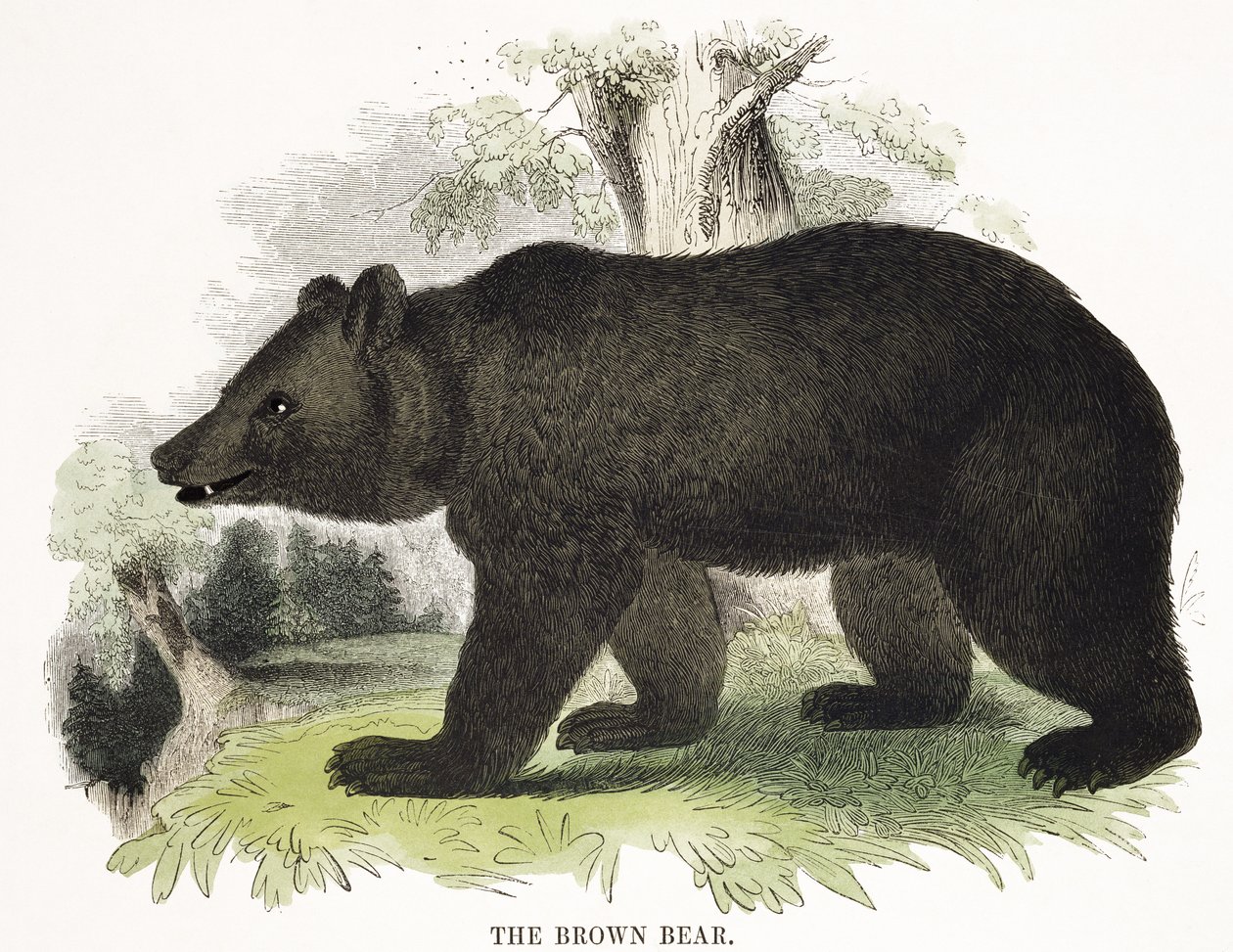 Niedźwiedź brunatny, ilustracja edukacyjna pub. przez Towarzystwo Krzewienia Wiedzy Chrześcijańskiej, 1843 (akwatinta) autorstwa Josiah Wood Whymper