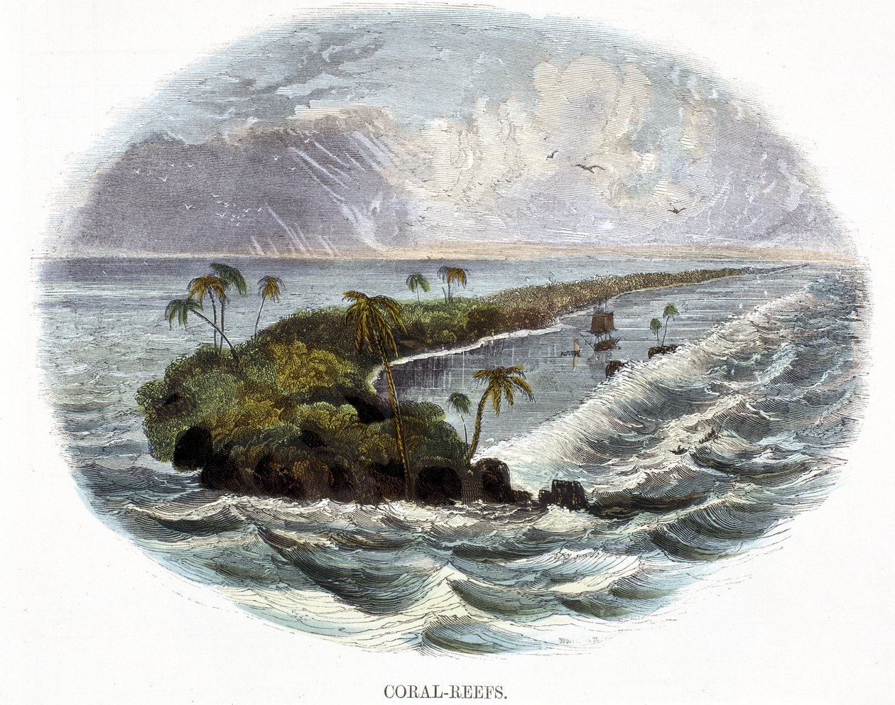 Rafy koralowe, ze Zjawisk Natury, 1849 autorstwa Josiah Wood Whymper