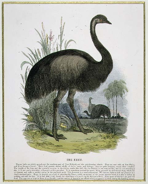 Emu, ilustracja edukacyjna wyd. przez Towarzystwo Krzewienia Wiedzy Chrześcijańskiej autorstwa Josiah Wood Whymper
