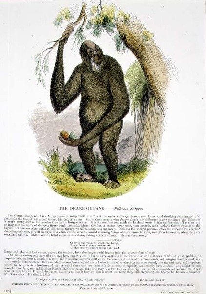 Pub ilustracja edukacyjna Orang-Outang (Pithecus satyrus). przez Towarzystwo Krzewienia Wiedzy Chrześcijańskiej autorstwa Josiah Wood Whymper