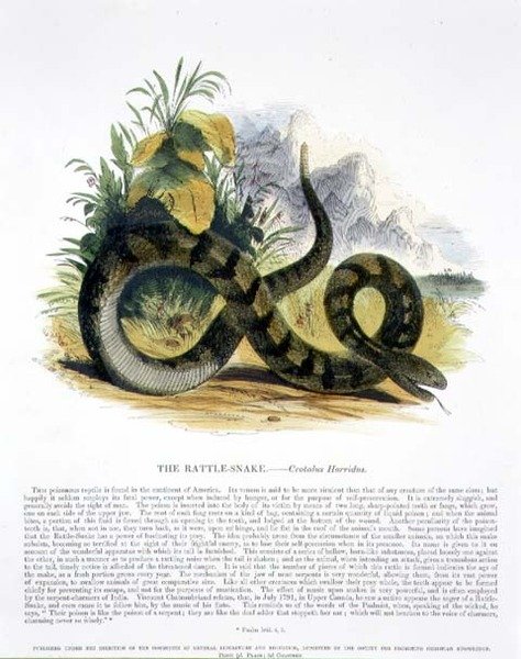 Pub z ilustracjami edukacyjnymi Grzechotnik (Crotalus horridus). przez Towarzystwo Krzewienia Wiedzy Chrześcijańskiej autorstwa Josiah Wood Whymper