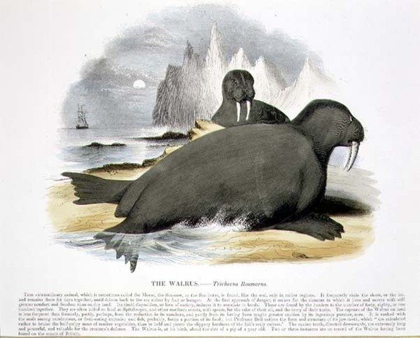 Pub ilustracja edukacyjna Mors (Trichecus rosmarus). przez Towarzystwo Krzewienia Wiedzy Chrześcijańskiej autorstwa Josiah Wood Whymper