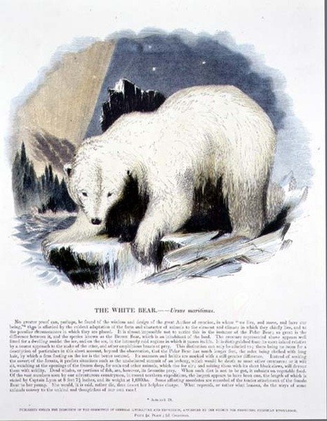 Publikacja edukacyjna White Bear (Ursus maritimus). przez Towarzystwo Krzewienia Wiedzy Chrześcijańskiej autorstwa Josiah Wood Whymper
