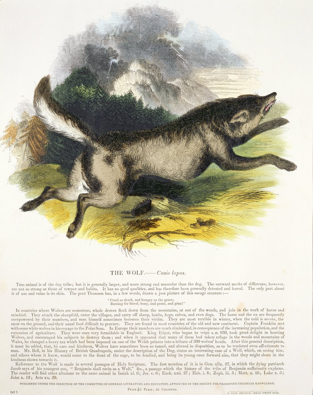 Pub edukacyjny ilustracji Wilk (Canis lupus). przez Towarzystwo Krzewienia Wiedzy Chrześcijańskiej, 1843 (akwatinta) autorstwa Josiah Wood Whymper