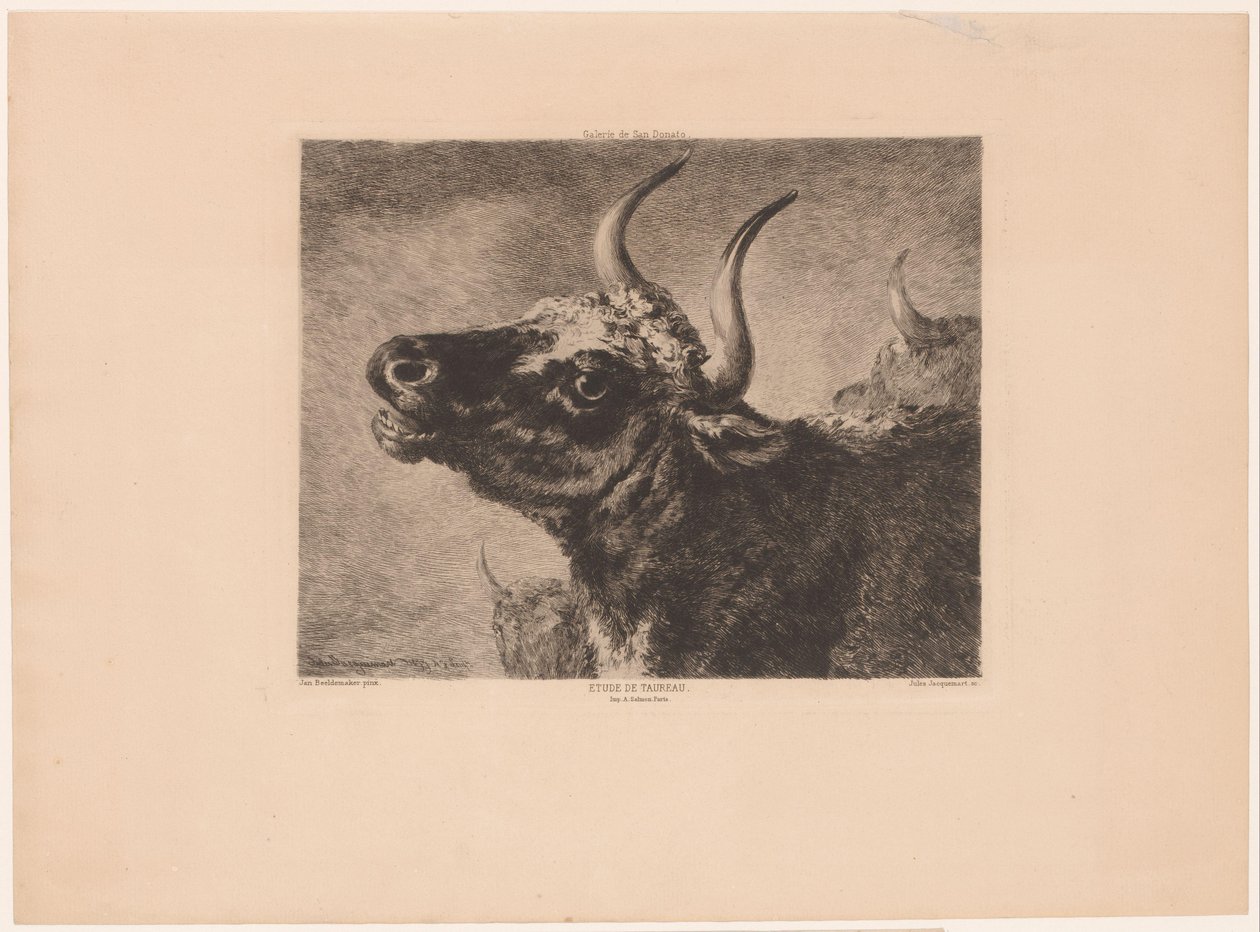 Głowa byka Etiuda de taureau. (tytuł na obiekcie) autorstwa Jules Ferdinand Jacquemart