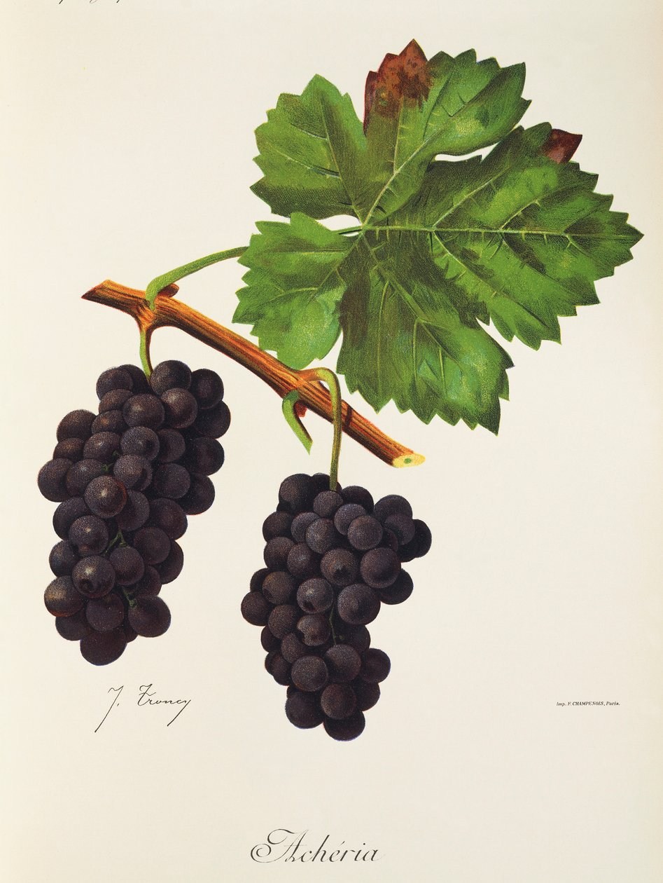 Winogrona Acheria J.Troncy autorstwa Jules Troncy