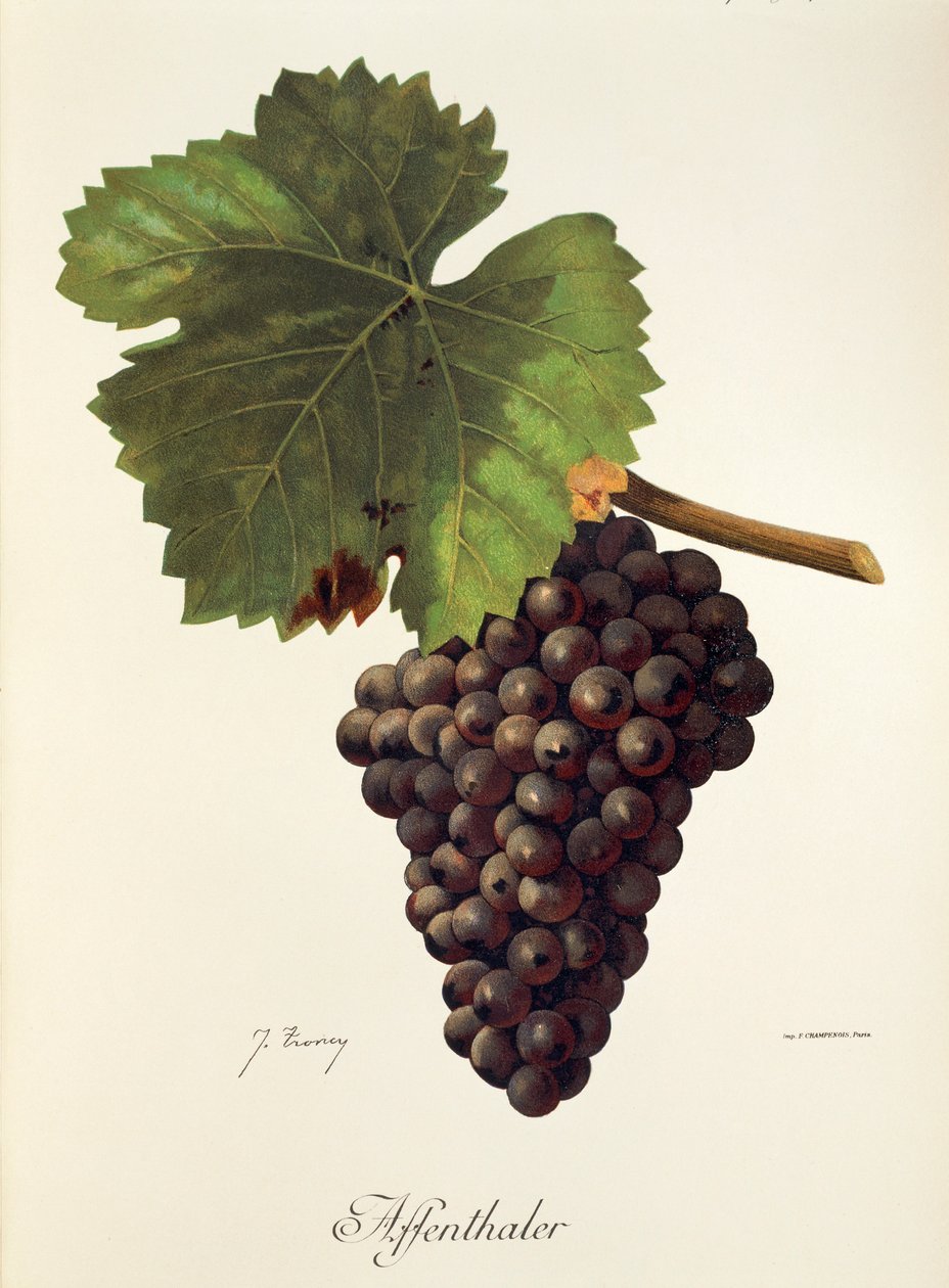 Winogrono Affenthaler J.Troncy autorstwa Jules Troncy