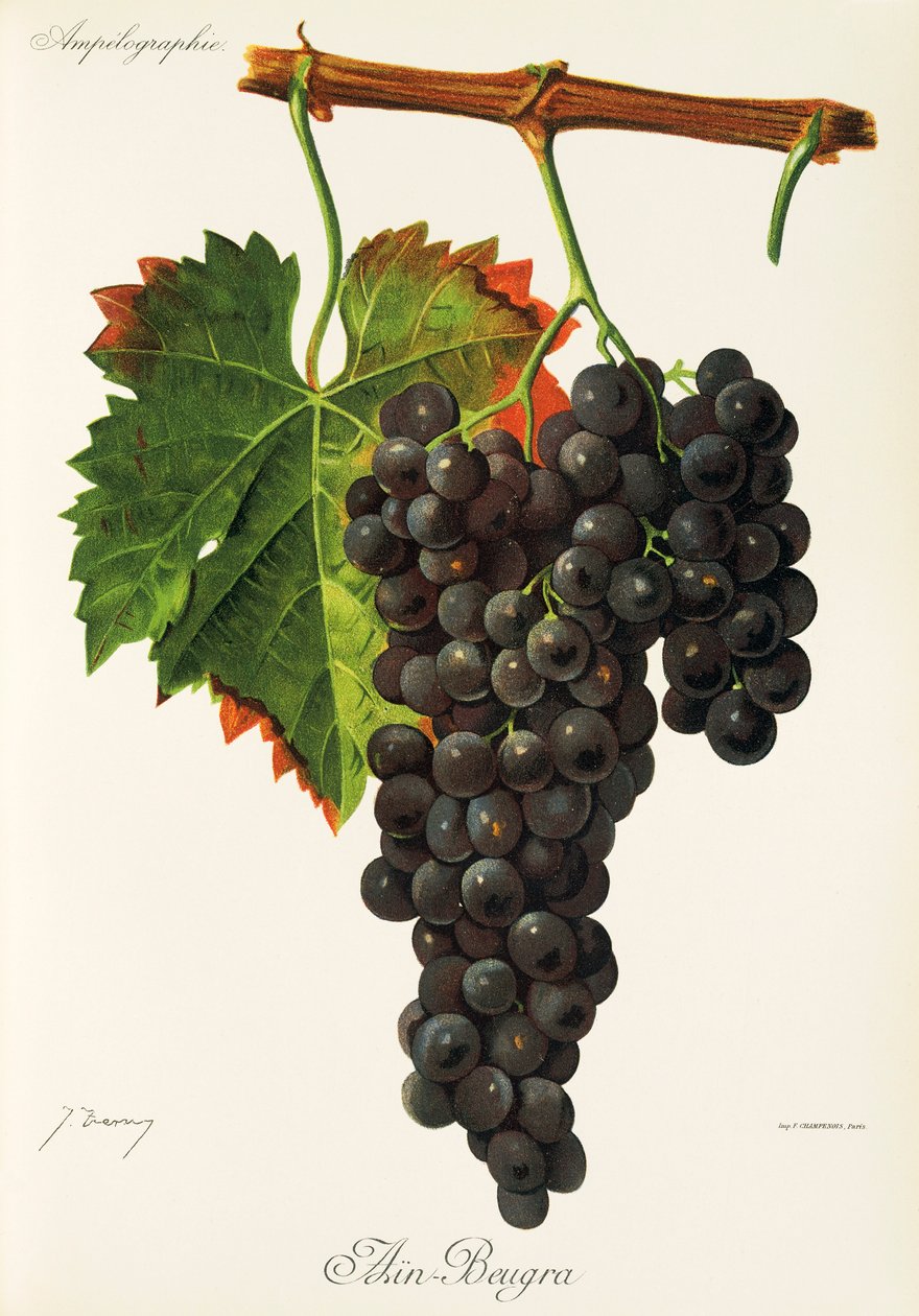 Winogrono Ain Beugra J.Troncy autorstwa Jules Troncy