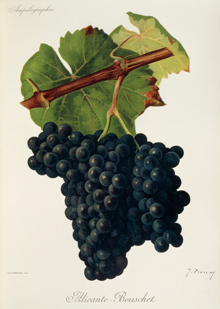 Winogrona Alicante-Bouschet J.Troncy autorstwa Jules Troncy