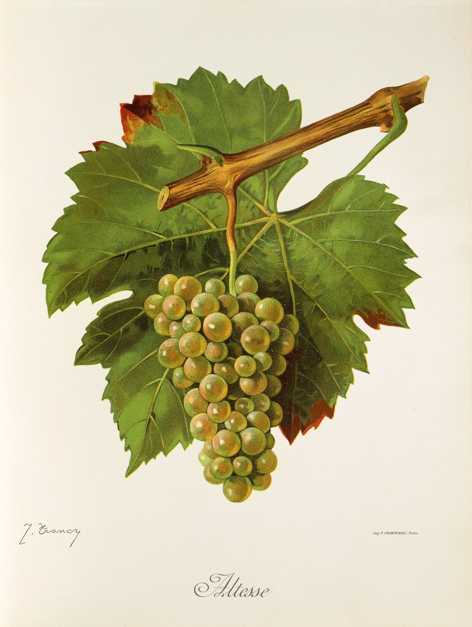 Winogrona Altesse J.Troncy autorstwa Jules Troncy