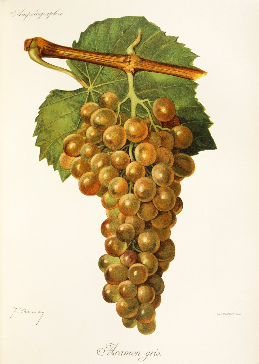 Winogrona Aramon Gris J.Troncy autorstwa Jules Troncy