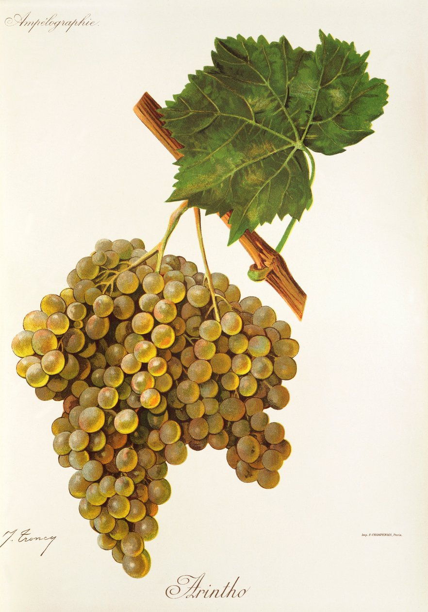 Winogrona Arintho J.Troncy autorstwa Jules Troncy