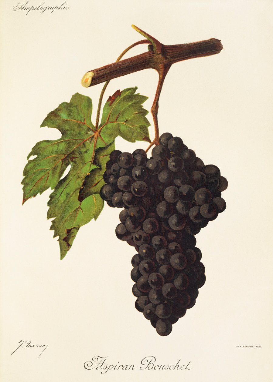 Aspiran Bouschet winogron J.Troncy autorstwa Jules Troncy