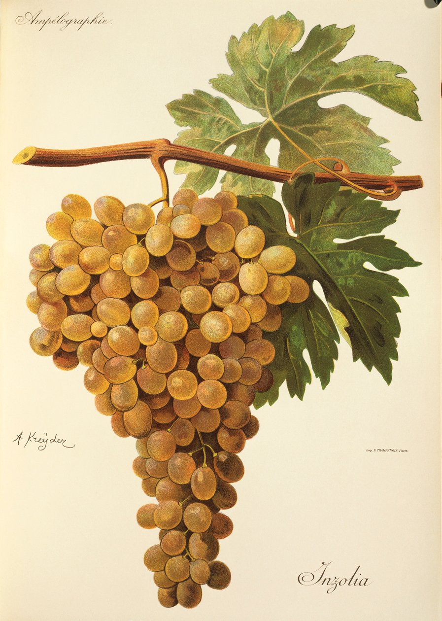 Winogrono aspiranowe J.Troncy autorstwa Jules Troncy