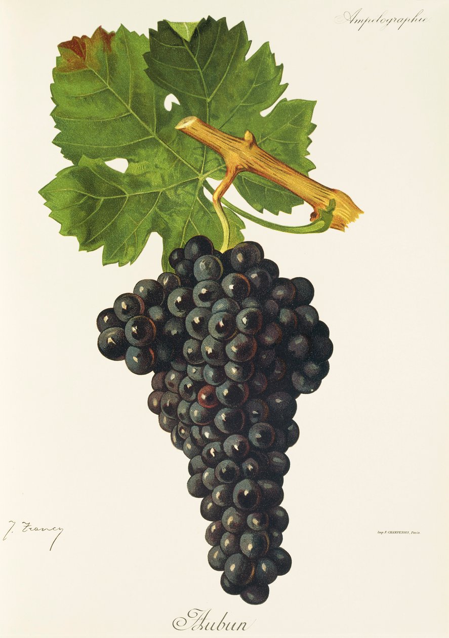 Winogrono kasztanowe J.Troncy autorstwa Jules Troncy