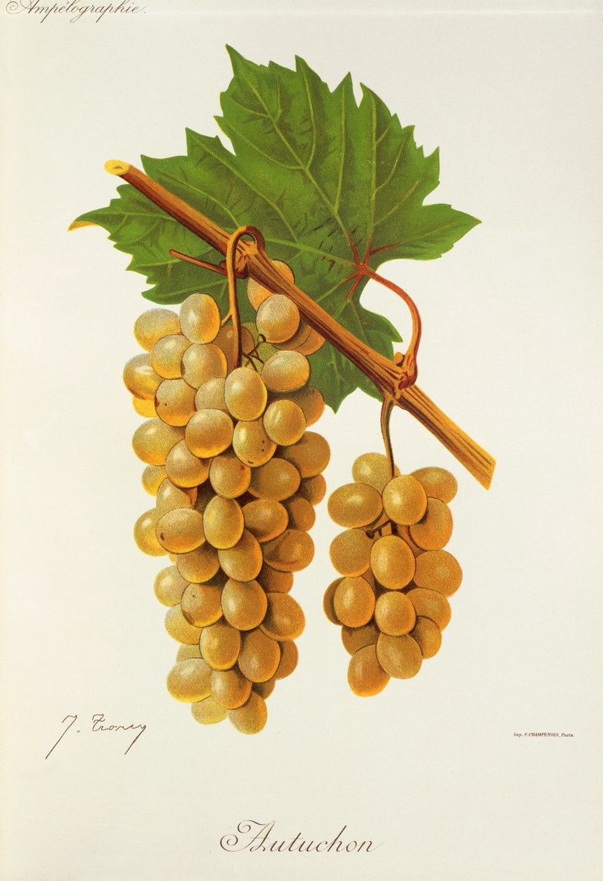 Winogrona Autuchon J.Troncy autorstwa Jules Troncy