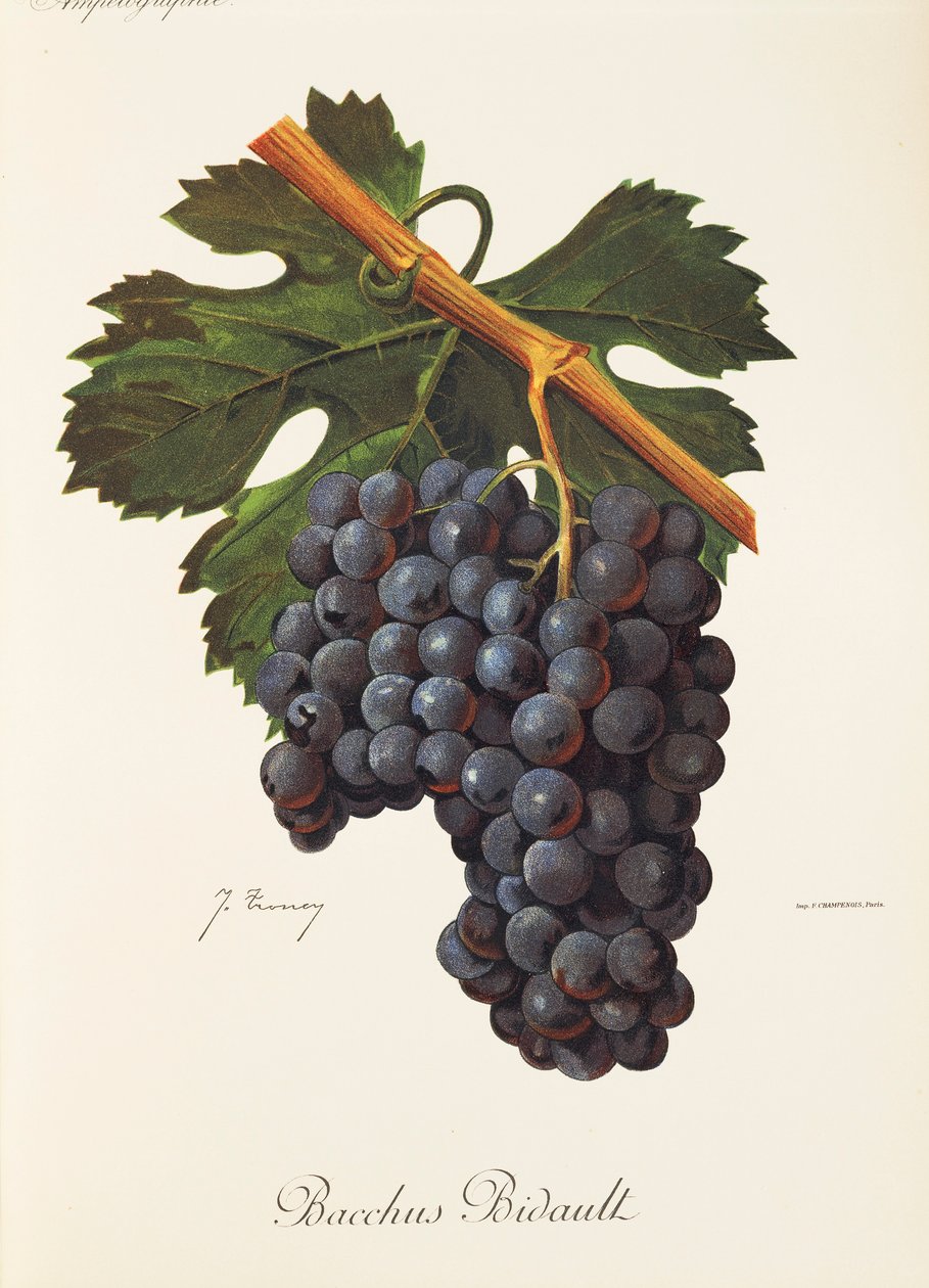 Winogrona Bacchus Bidault J.Troncy autorstwa Jules Troncy