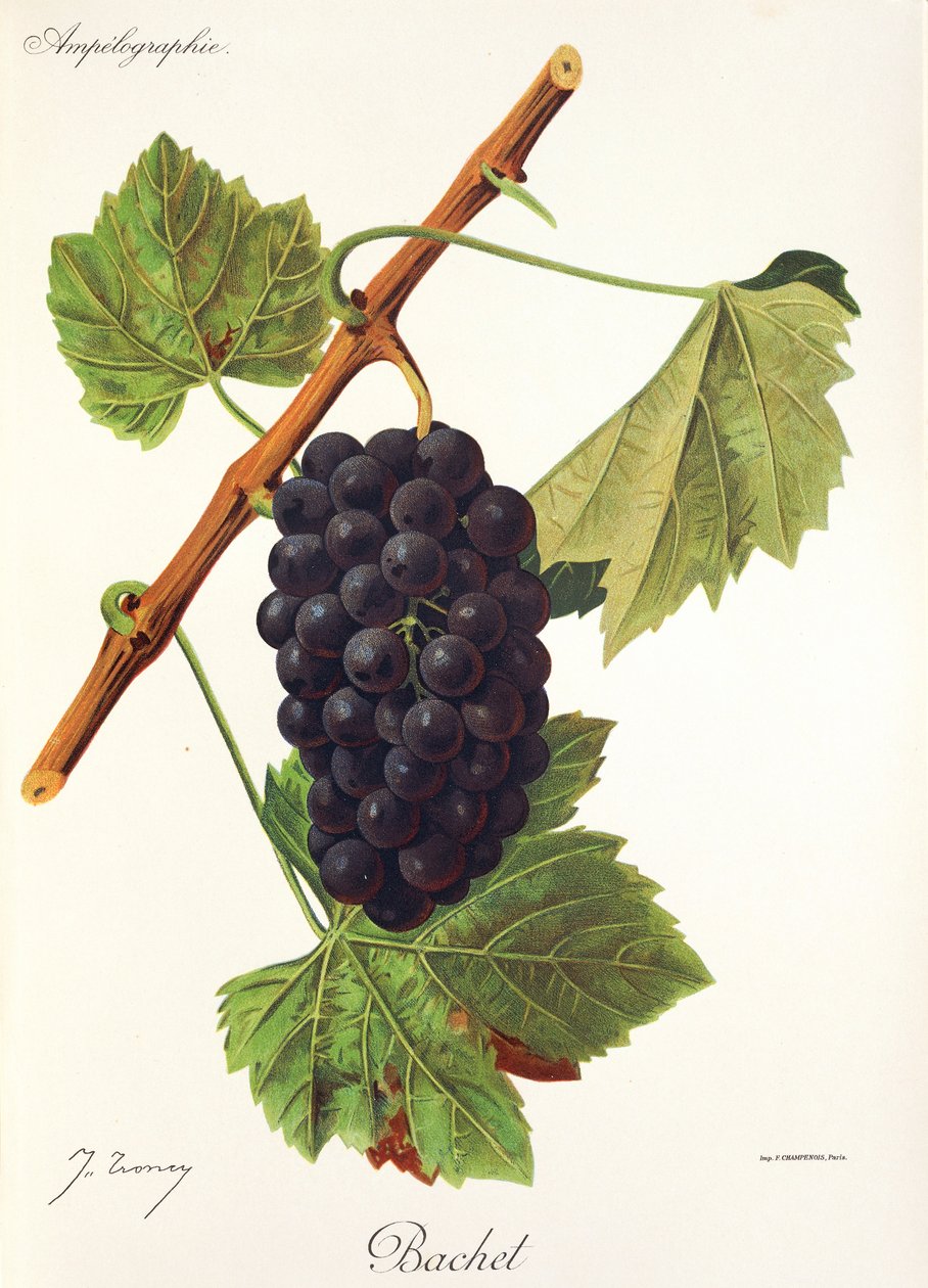 Winogrono Bachet J.Troncy autorstwa Jules Troncy