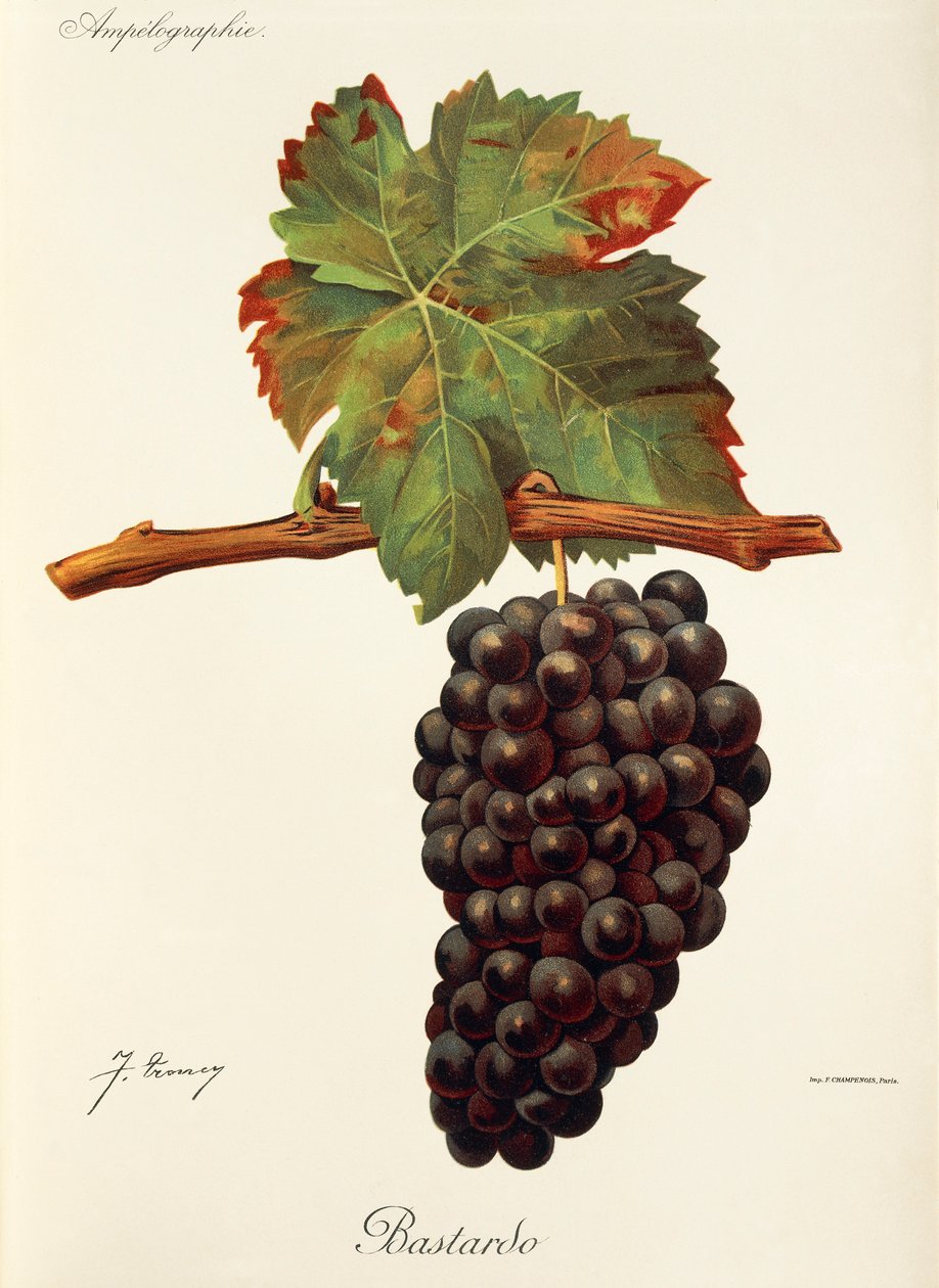 Winogrona Bastardo J.Troncy autorstwa Jules Troncy