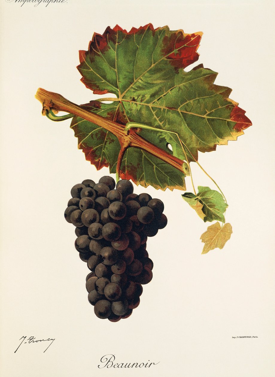 Winogrona Beaunoir J.Troncy autorstwa Jules Troncy
