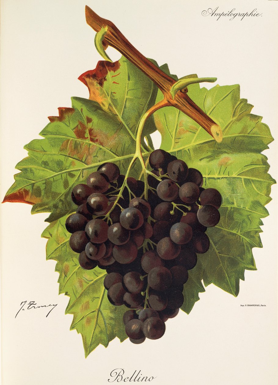 Winogrona Bellino J.Troncy autorstwa Jules Troncy