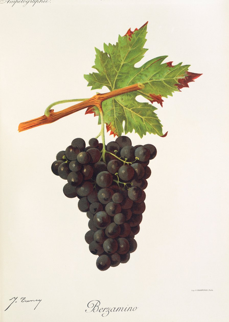 Winogrona Berzamino J.Troncy autorstwa Jules Troncy