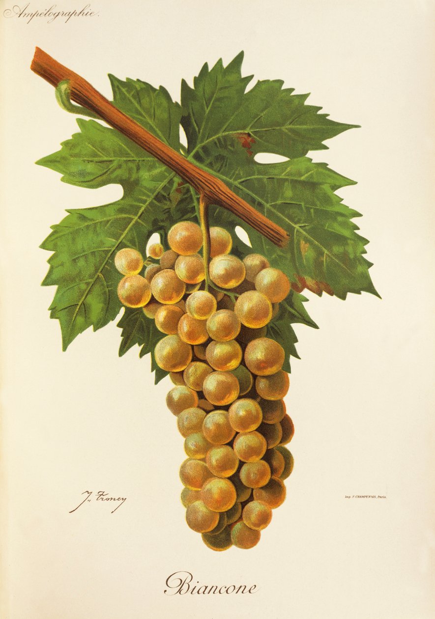 Winogrona Biancone J.Troncy autorstwa Jules Troncy