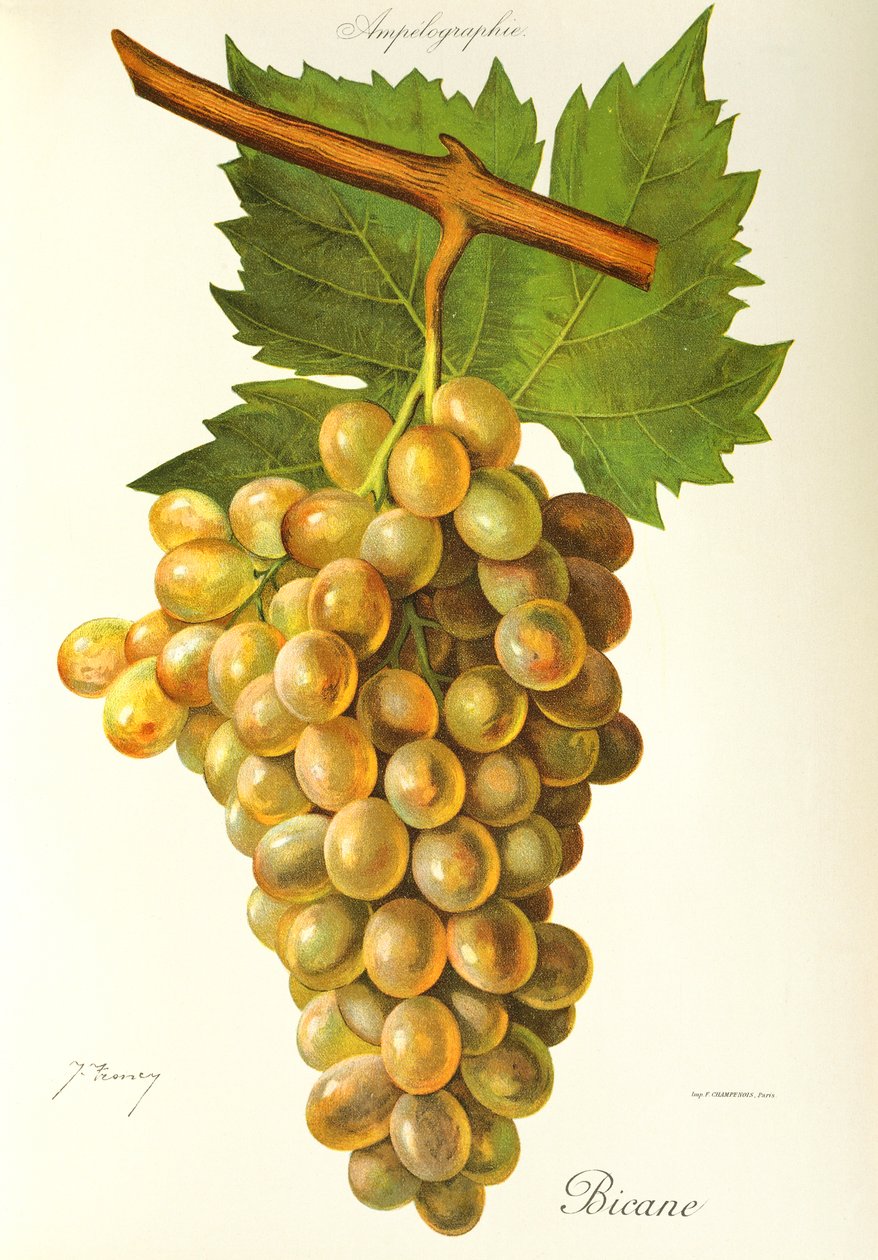 Winogrona Bicane J.Troncy autorstwa Jules Troncy