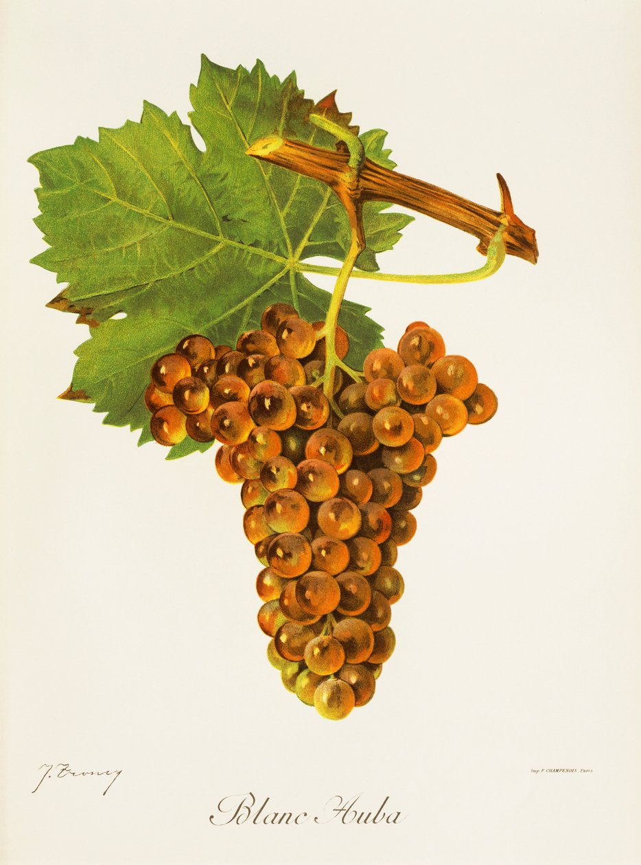 Winogrona Blanc Auba J.Troncy autorstwa Jules Troncy