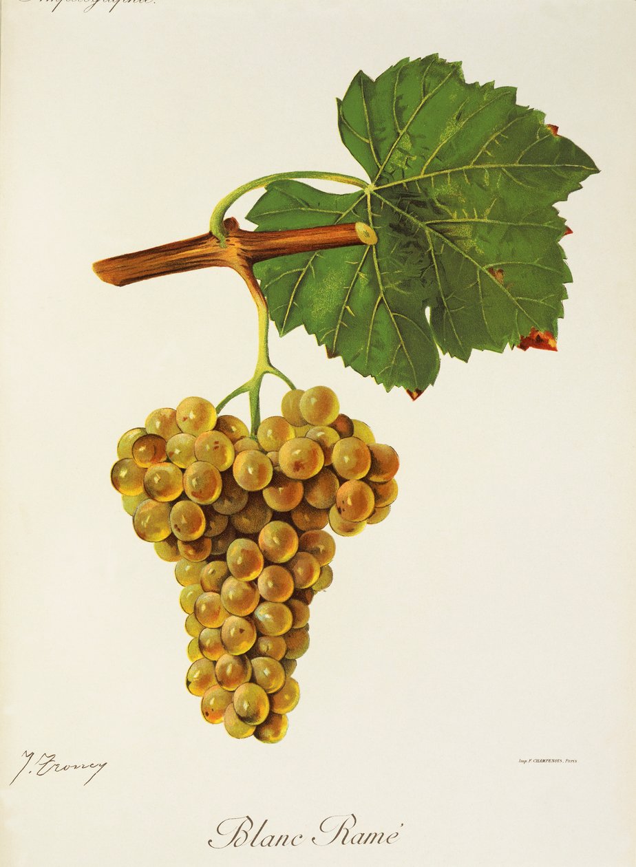 Winogrona Blanc Rame” J.Troncy autorstwa Jules Troncy