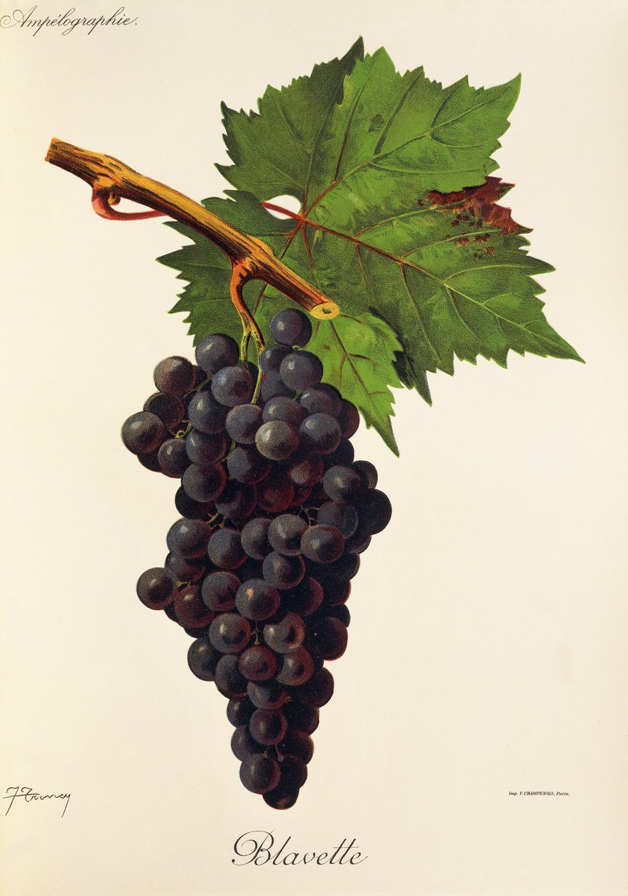 Winogrona Blavette J.Troncy autorstwa Jules Troncy