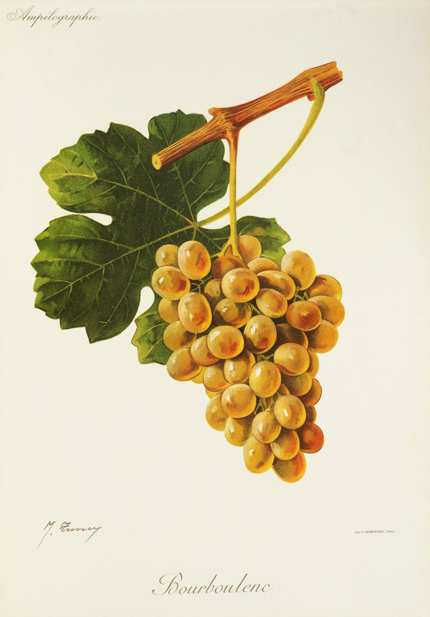 Winogrona Bourboulenc J.Troncy autorstwa Jules Troncy