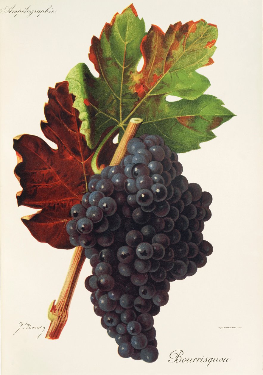 Winogrona Bourrisquou J.Troncy autorstwa Jules Troncy