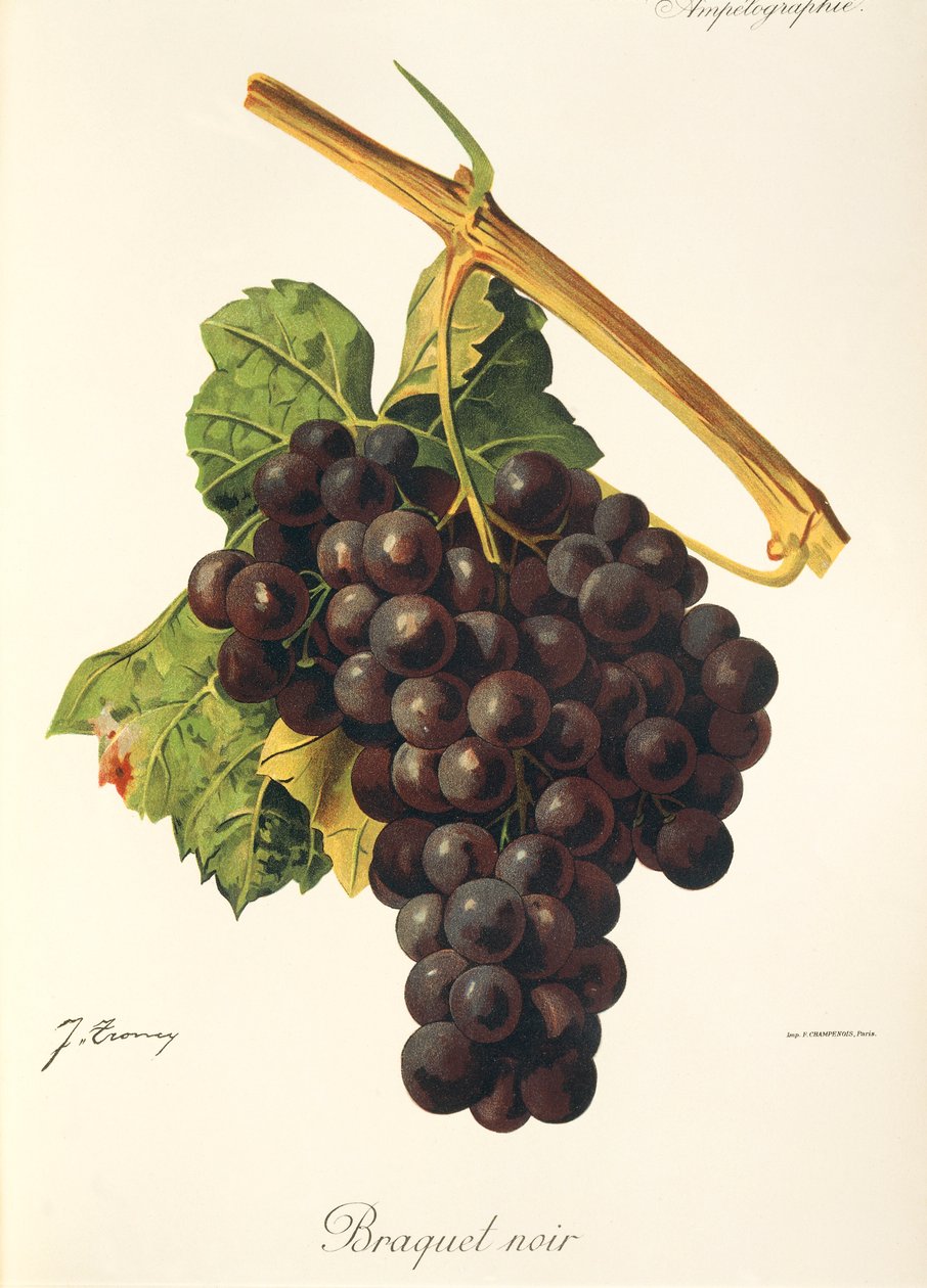 Braquet Noir winogron J.Troncy autorstwa Jules Troncy