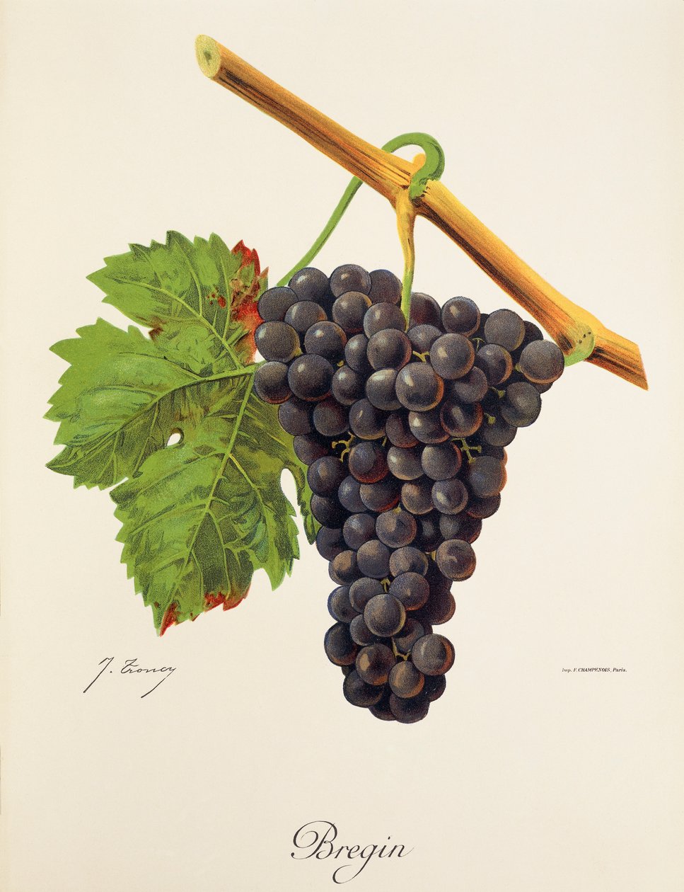 Winogrona Bregin J.Troncy autorstwa Jules Troncy