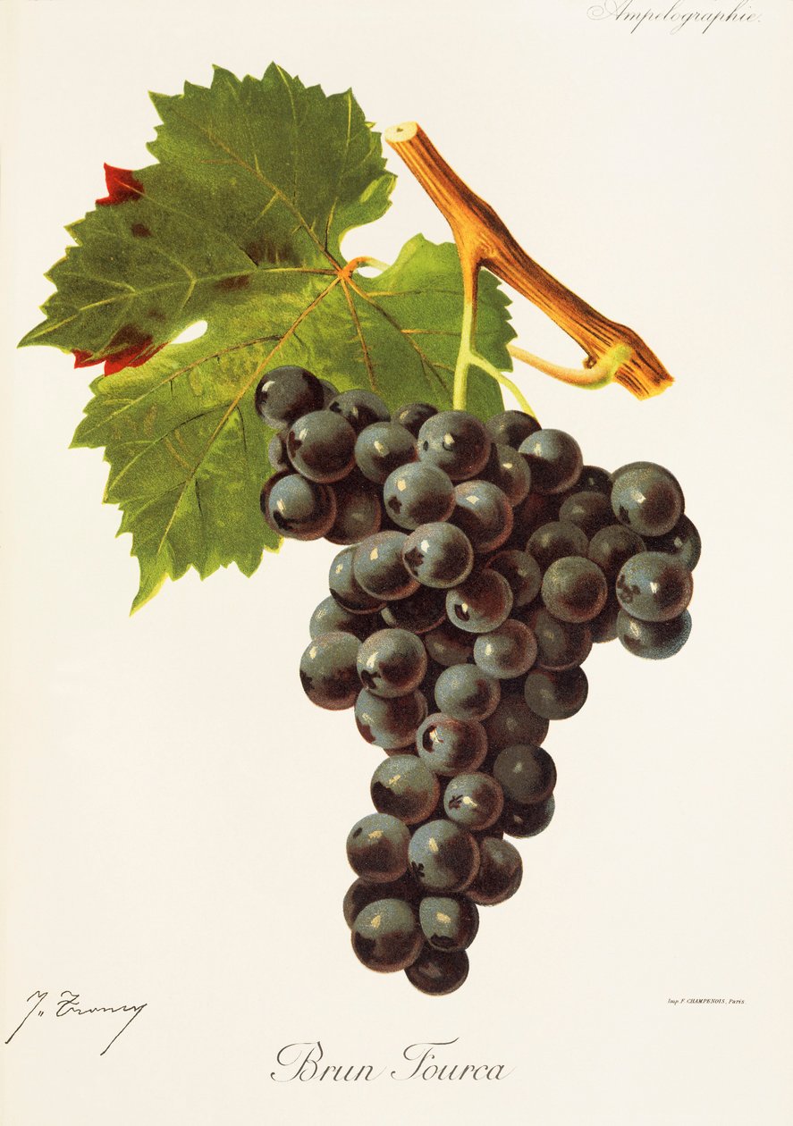 Winogrona Brun Fourca J.Troncy autorstwa Jules Troncy