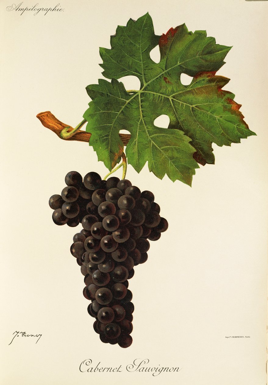 Winogrona Cabernet Sauvignon J.Troncy autorstwa Jules Troncy