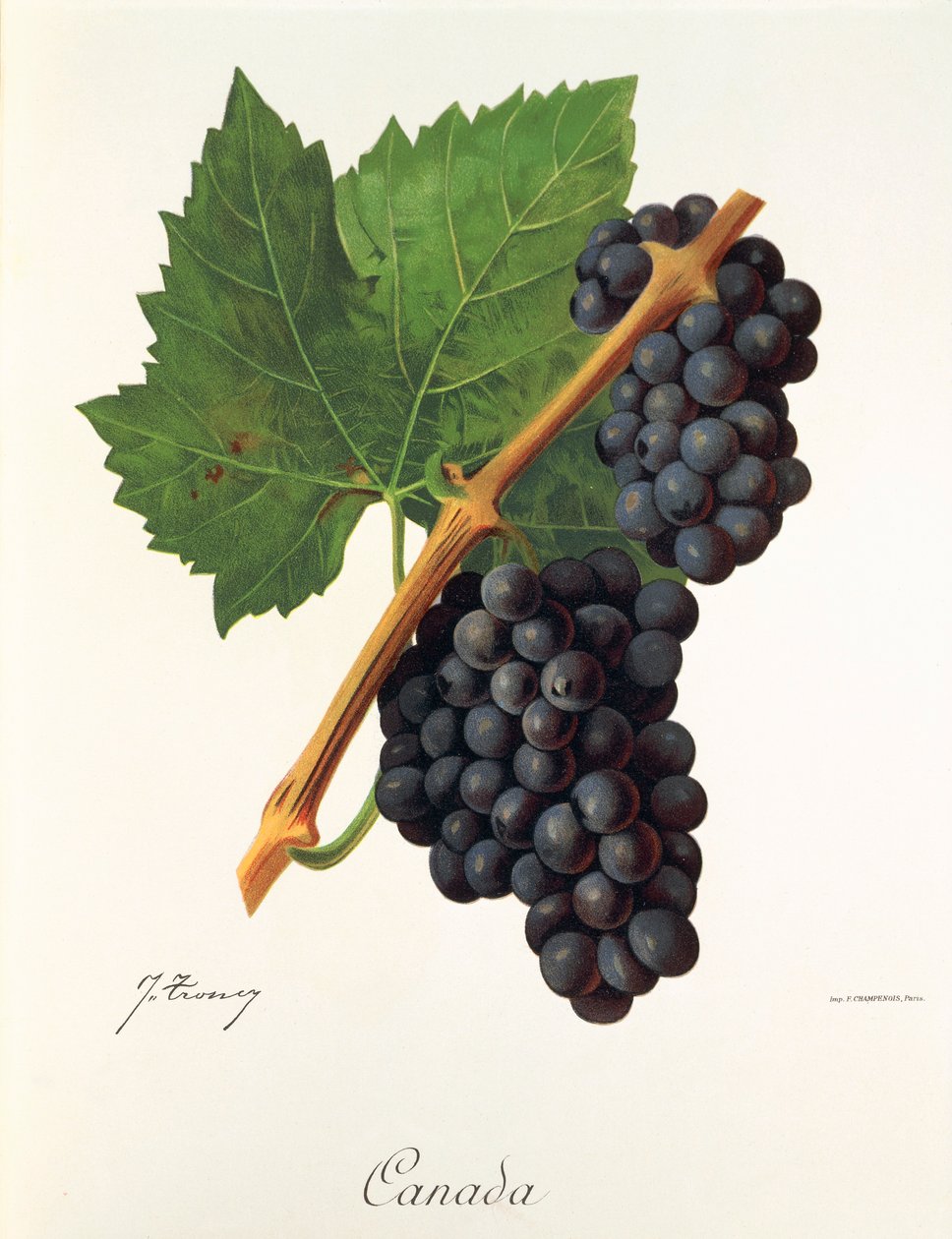 Winogrona kanadyjskie autorstwa J.Troncy autorstwa Jules Troncy