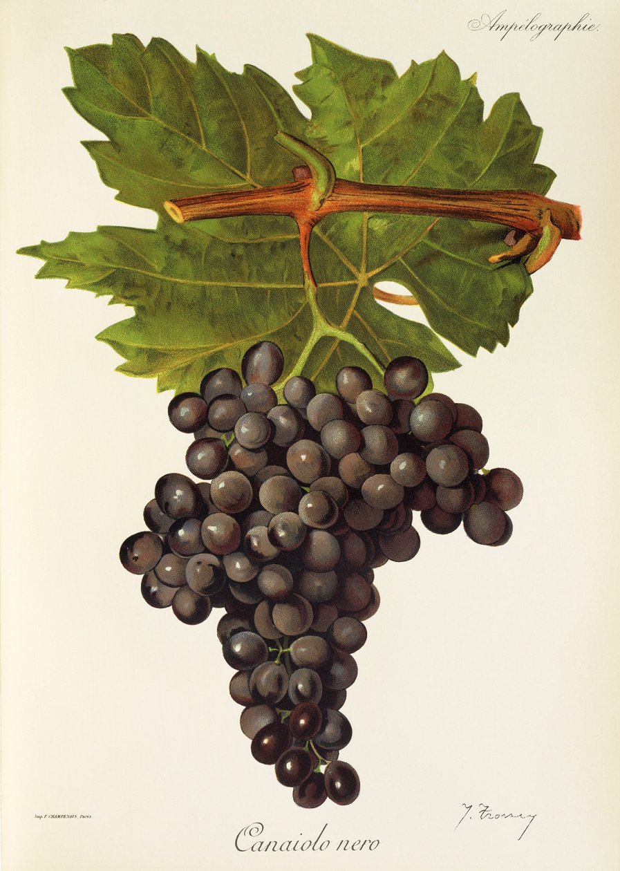 Winogrona Canaiolo Nero J.Troncy autorstwa Jules Troncy