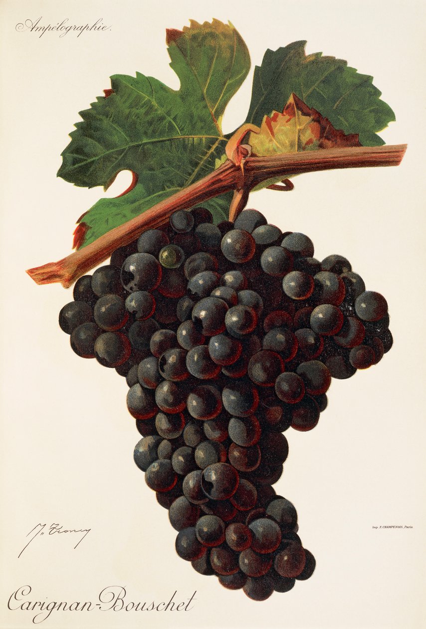 Winogrona Carigna-Bouschet J.Troncy autorstwa Jules Troncy