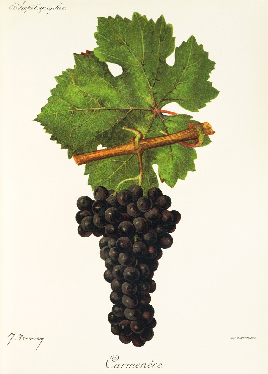 Winogrona Carmenere J.Troncy autorstwa Jules Troncy