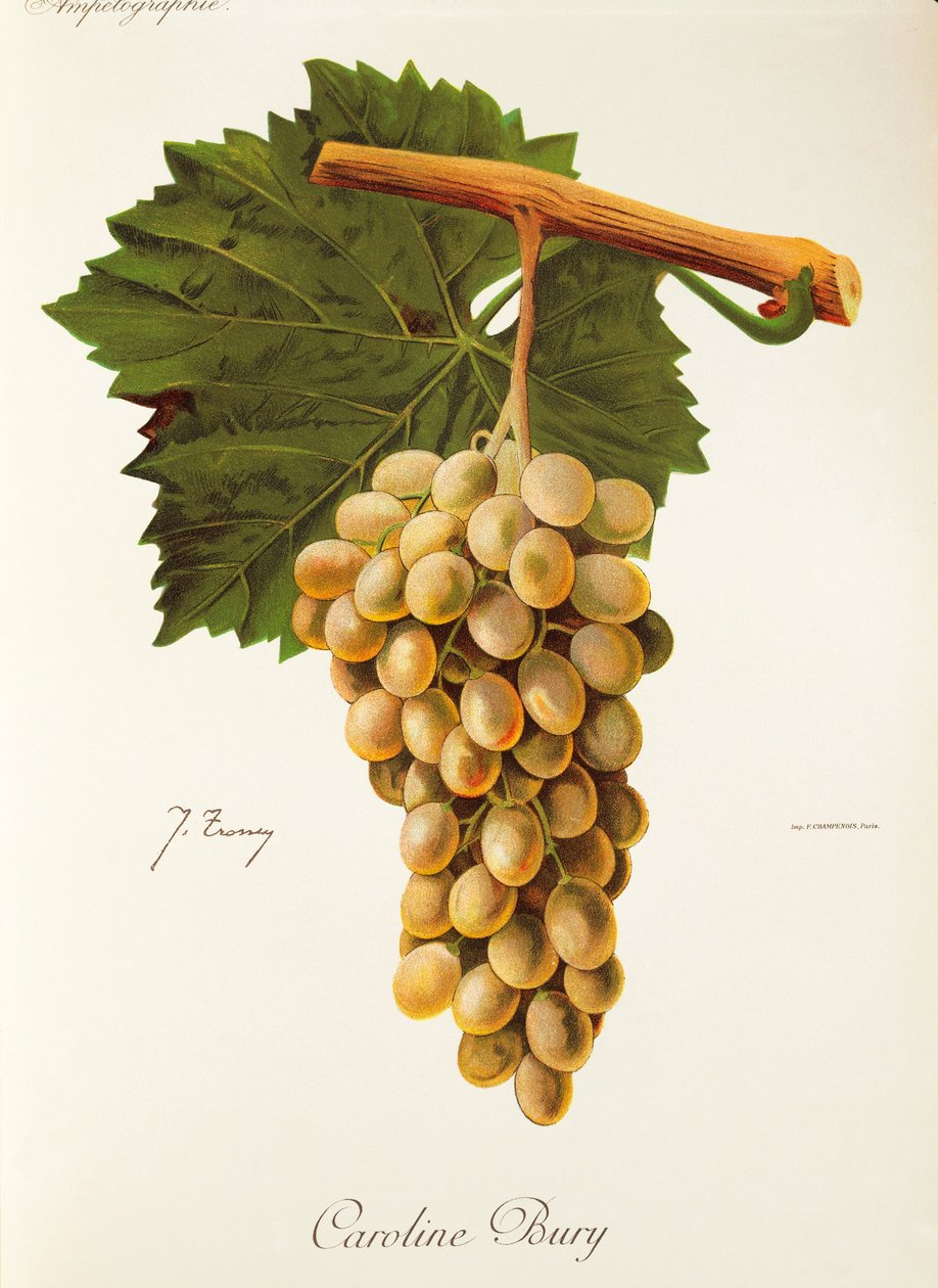 Winogrono Caroline Bury J.Troncy autorstwa Jules Troncy
