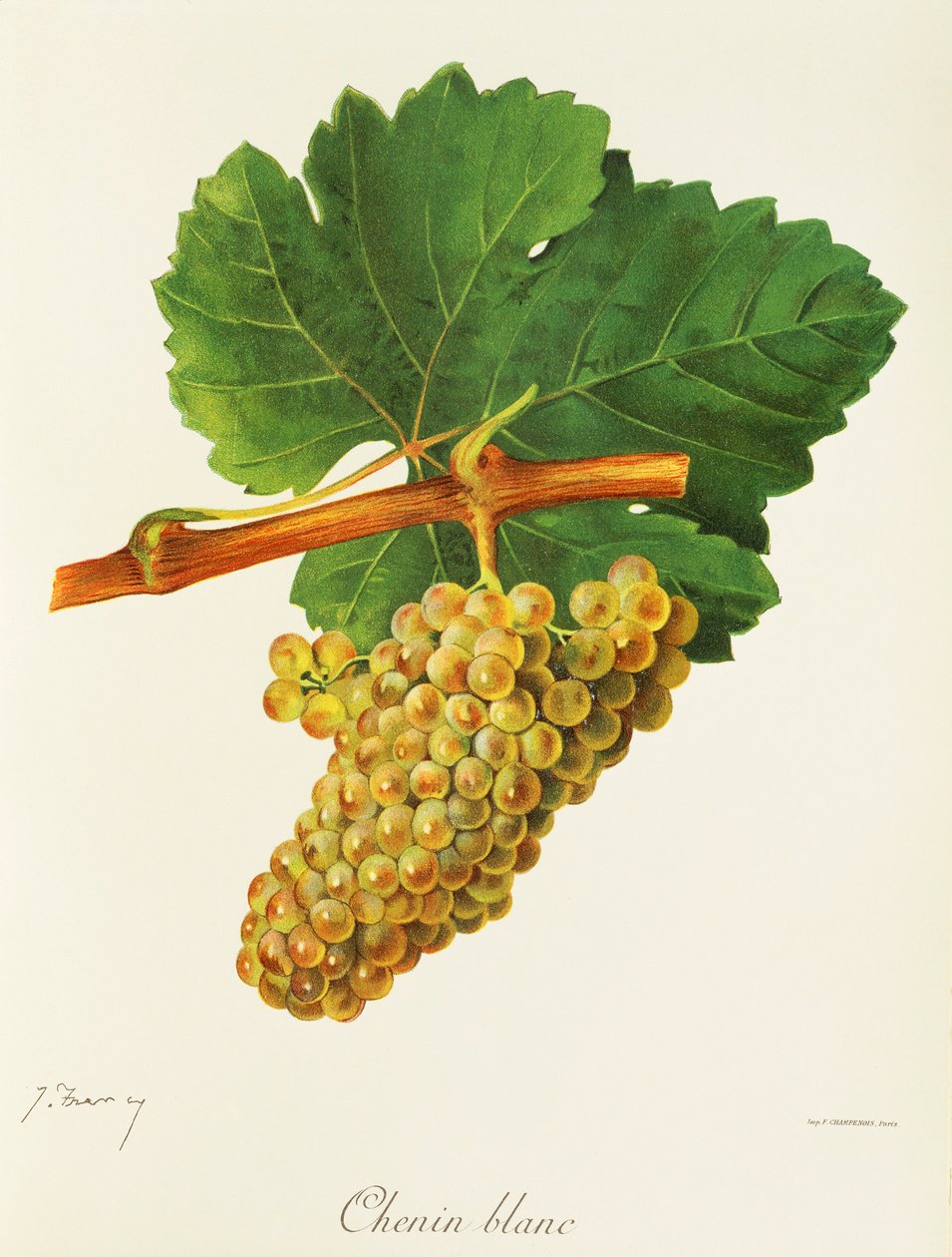 Winogrona Chenin Blanc J.Troncy autorstwa Jules Troncy