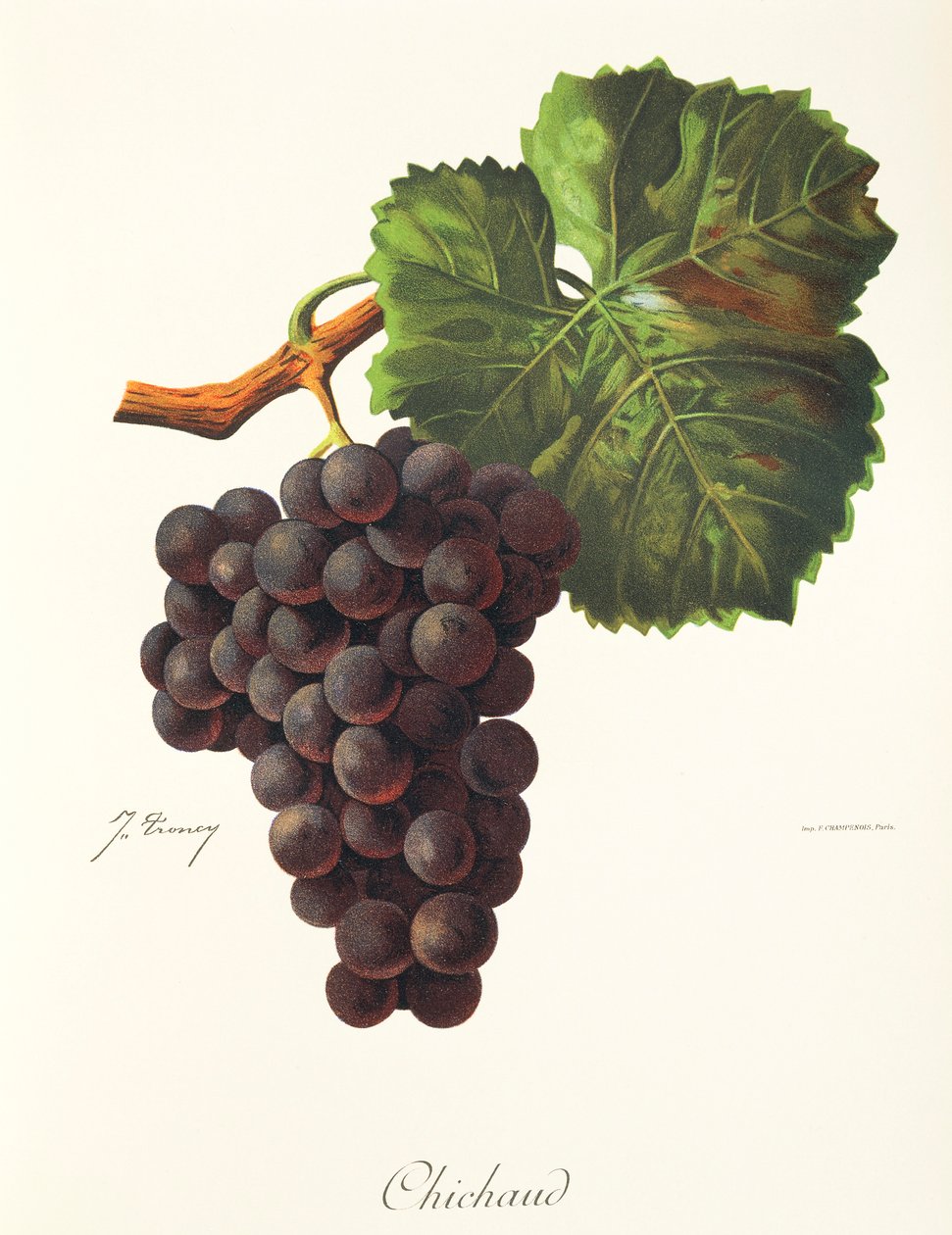 Winogrona Chichaud J.Troncy autorstwa Jules Troncy