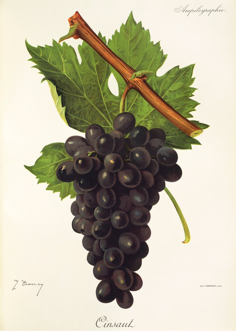 Winogrona Cinsau autorstwa J.Troncy autorstwa Jules Troncy