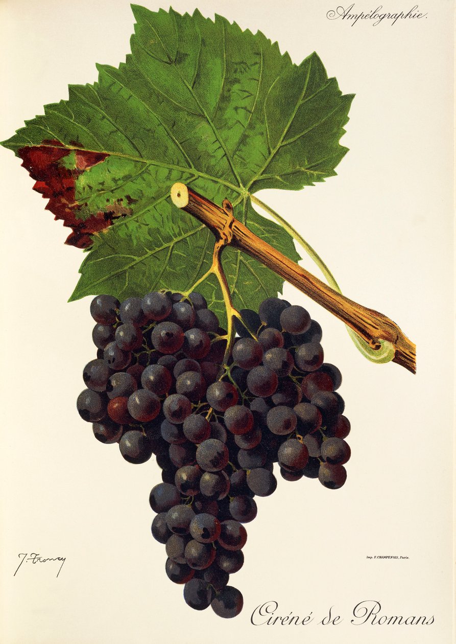 Winogrona Cirene de Romans J.Troncy autorstwa Jules Troncy