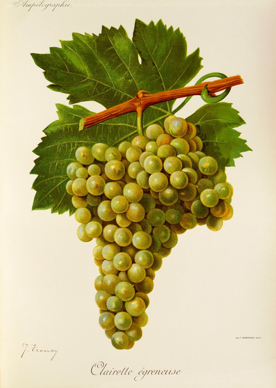 Winogrona Clairette Egreneuse J. Troncy autorstwa Jules Troncy
